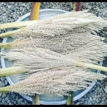 گرده خرما
