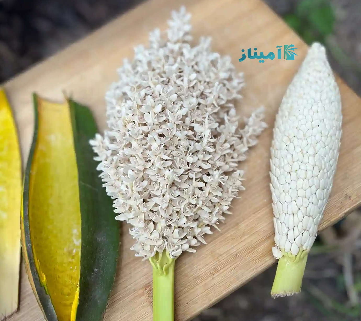 خواص گرده نخل برای مردان