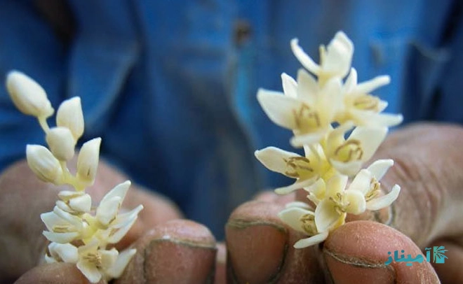 تجربه مصرفکنندگان گرده نخل